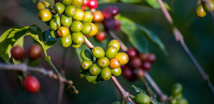 Coffee cherries on the plant